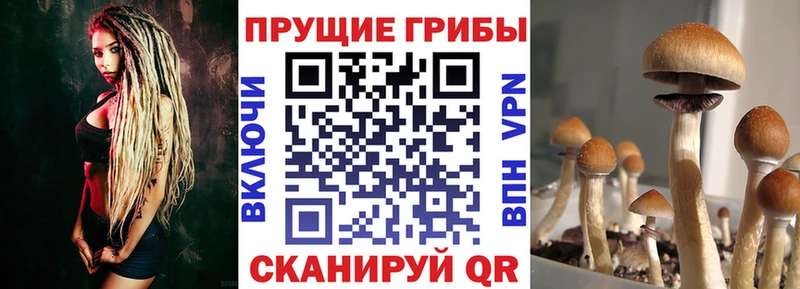 Галлюциногенные грибы Cubensis Кингисепп
