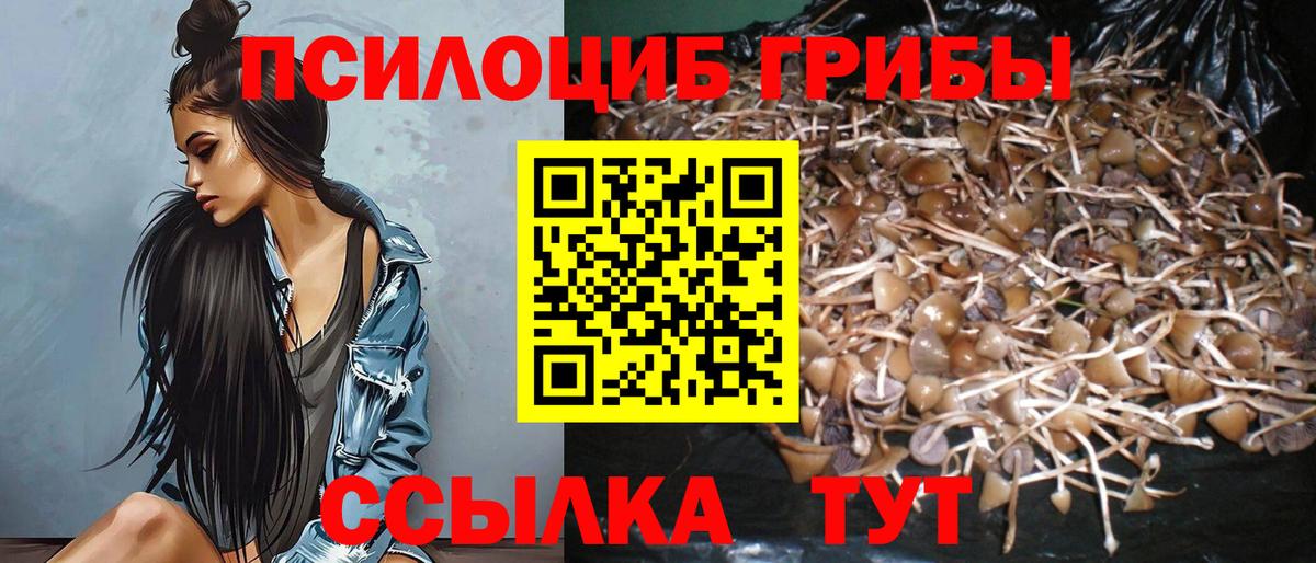 Кингисепп  Псилоцибиновые грибы мицелий  Псилоцибиновые грибы Cubensis  где продают   Вход с VPN 